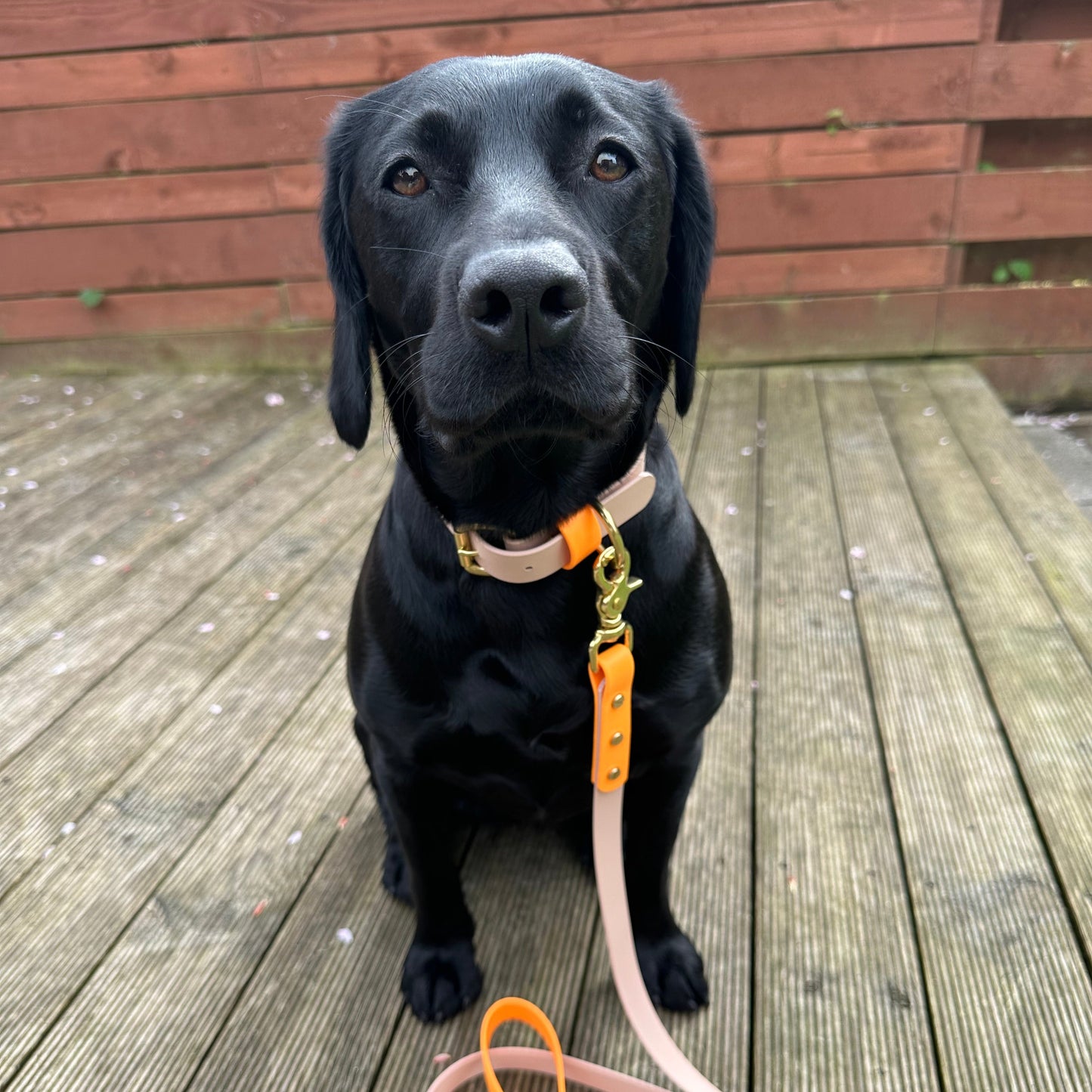 Sage Colourblock BioThane® Collar