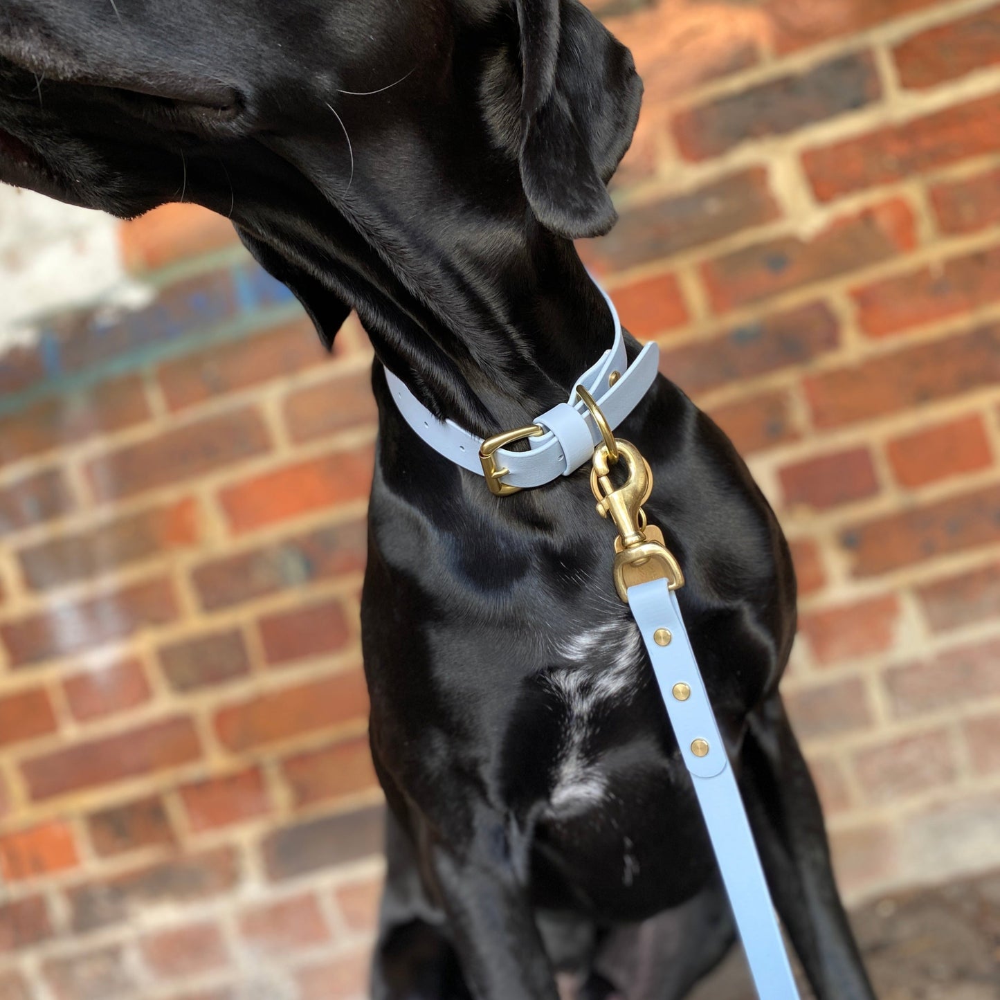 Powder Blue BioThane® Collar