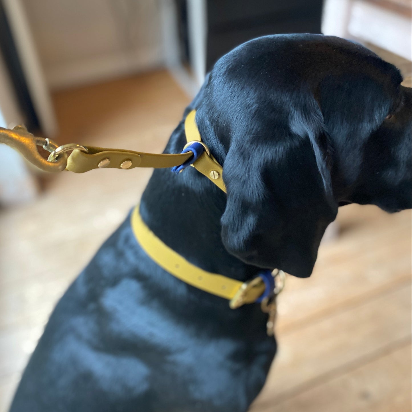 BioThane® 16mm Slip Collar