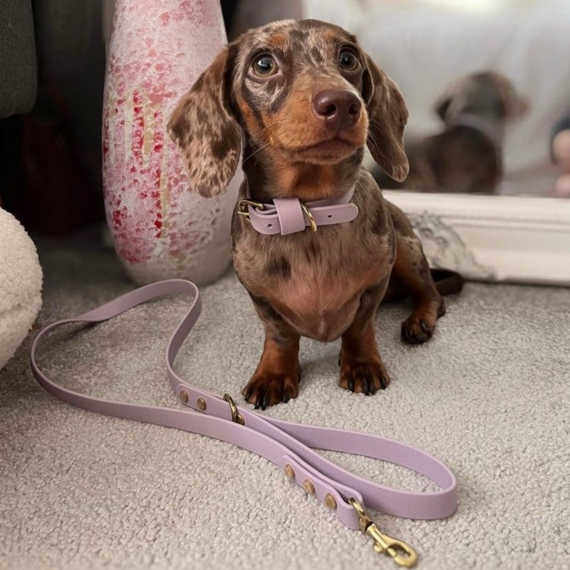 Lavender BioThane® Lead