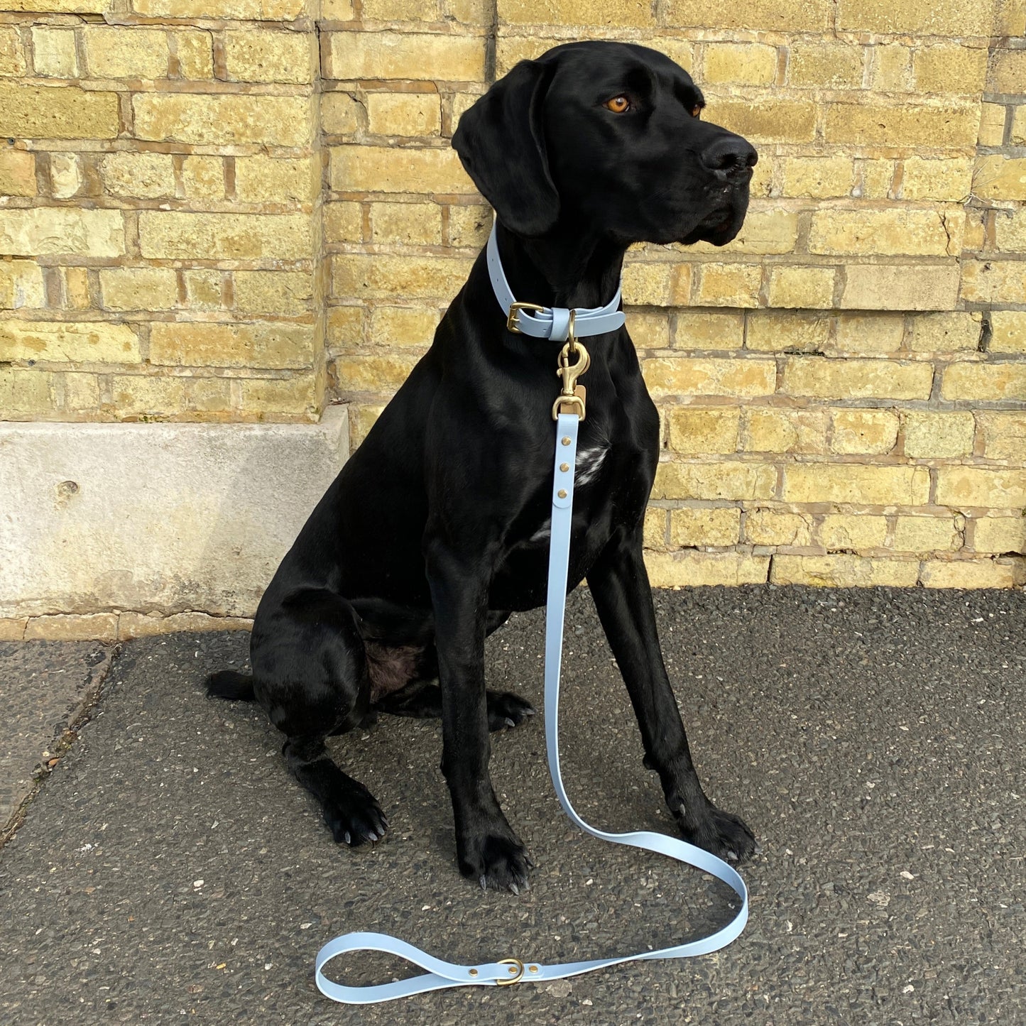 Powder Blue BioThane® Collar