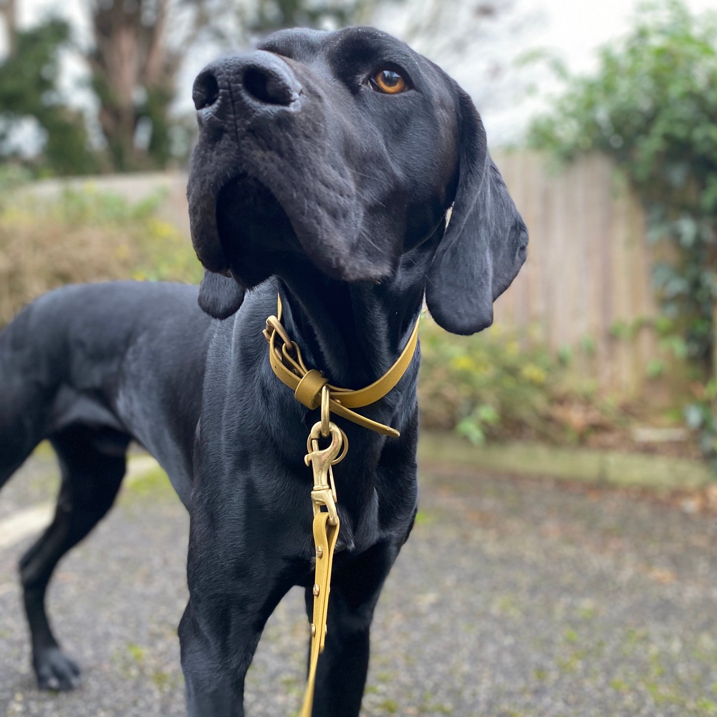 Gold BioThane® Collar