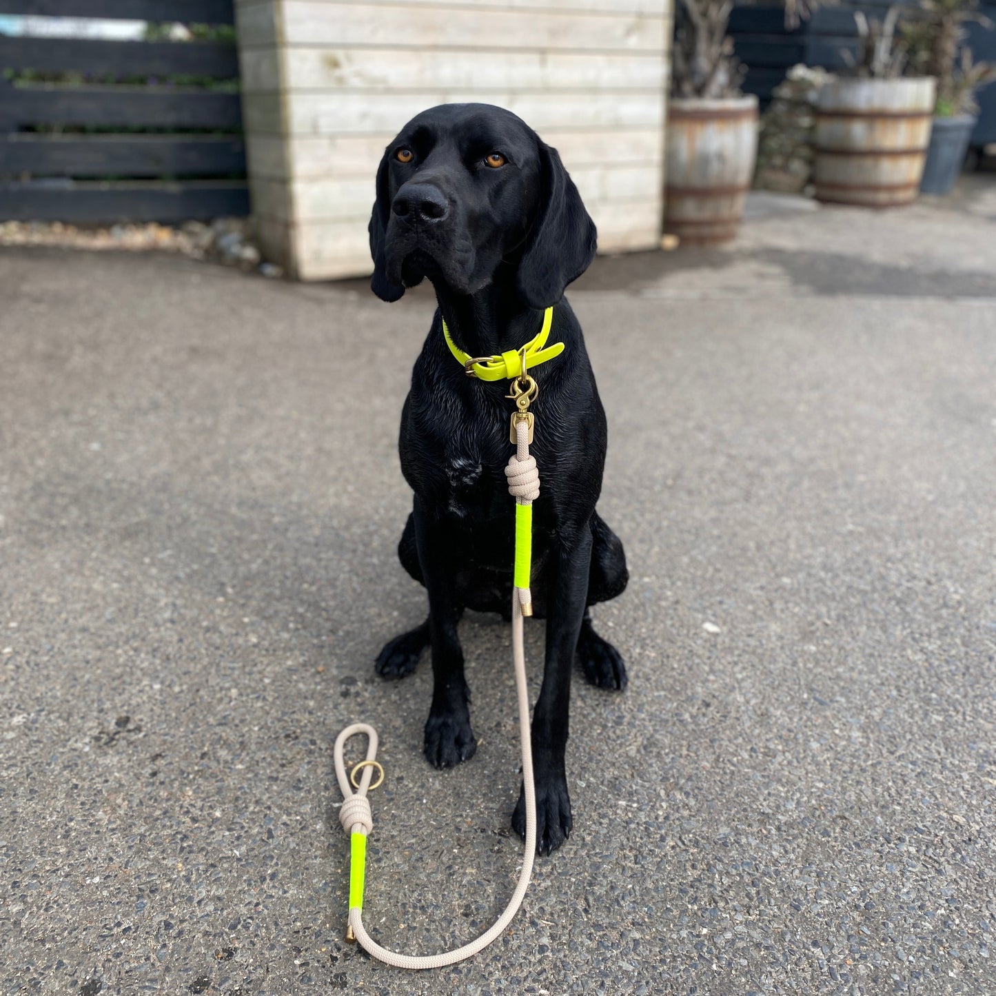 Neon Yellow BioThane® Collar