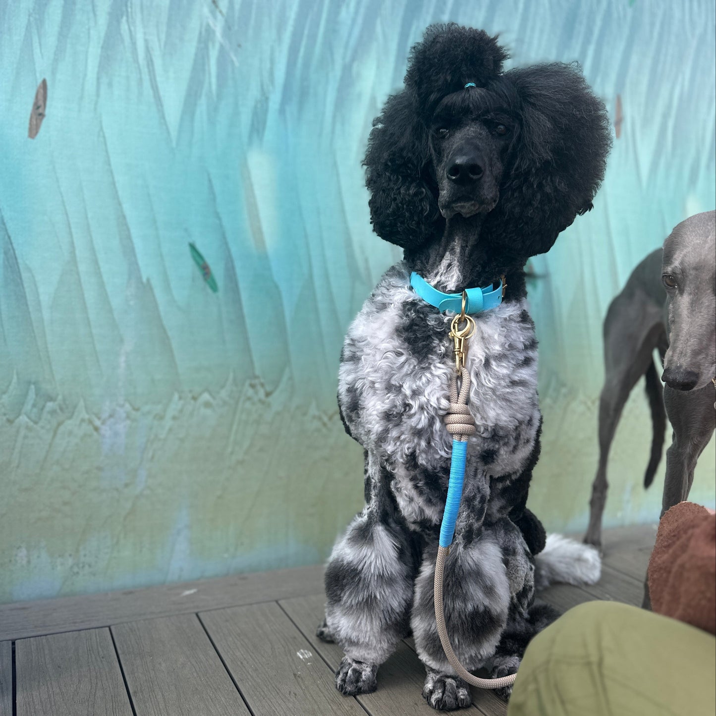 Sky Blue BioThane® Collar