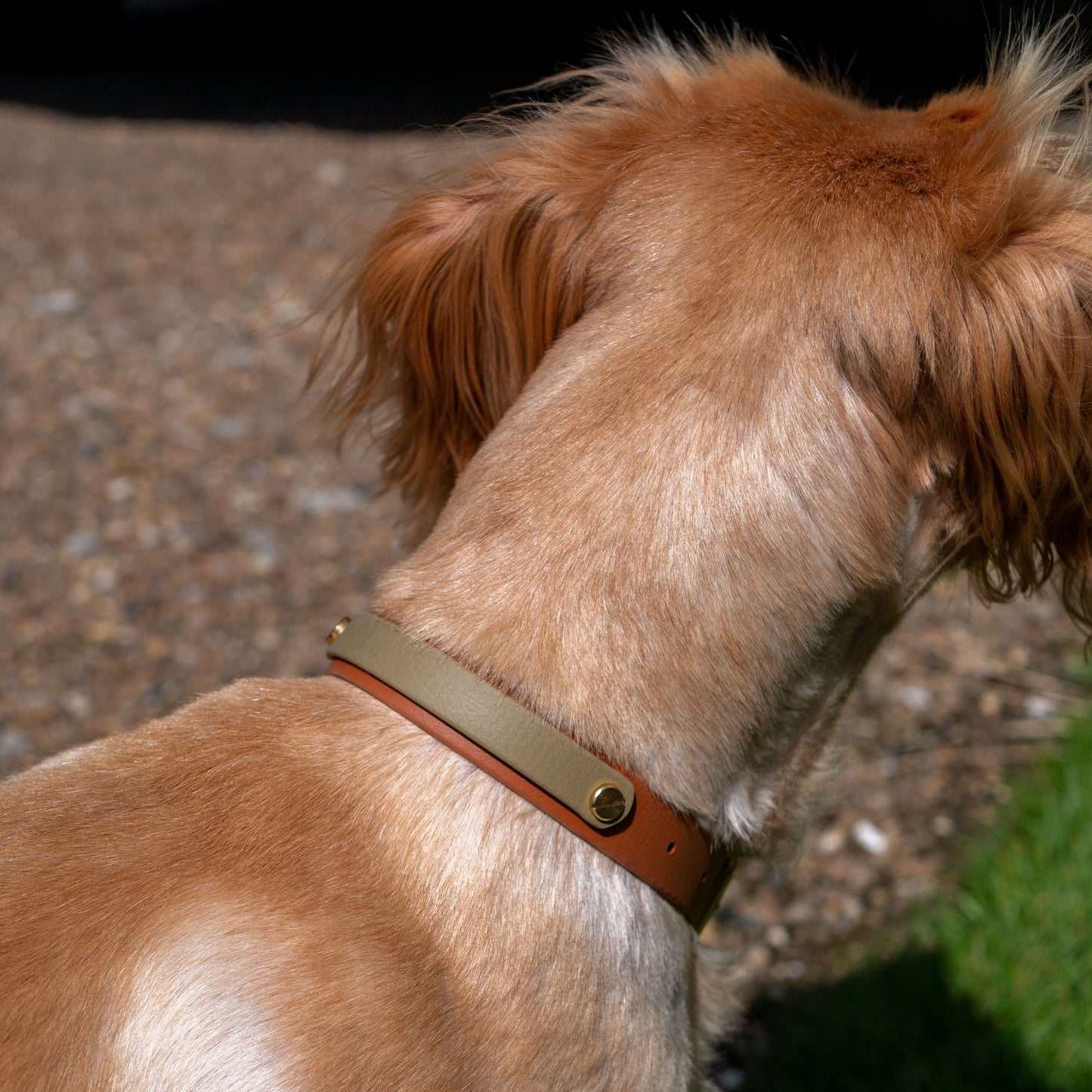 Bark & Vibe X Franks Goods BioThane® Colourband Collar