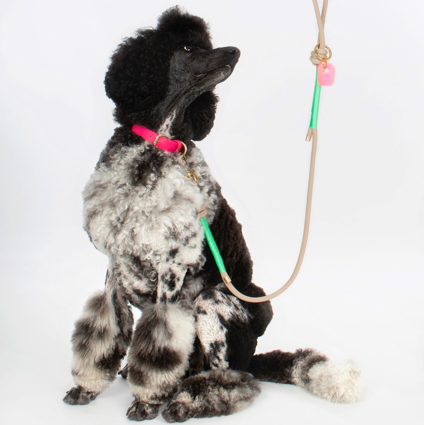 Rope Parti Dog Wear Lead