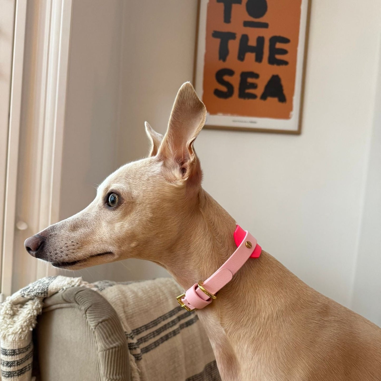 Edie BioThane® Hound Style Collar