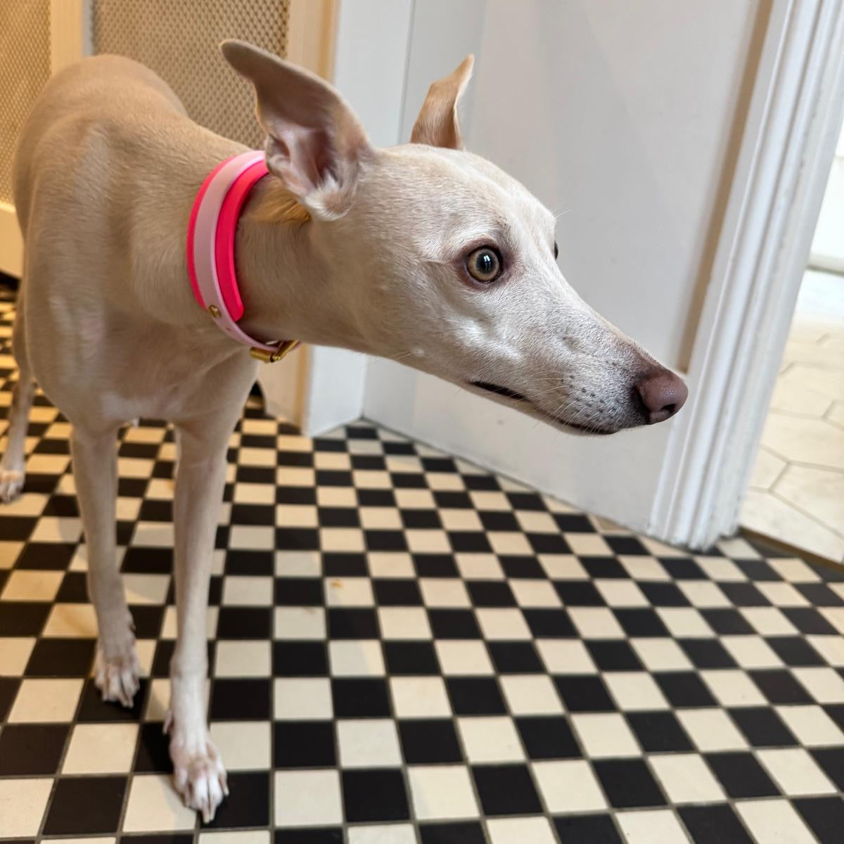 BioThane® Hound Style Collar