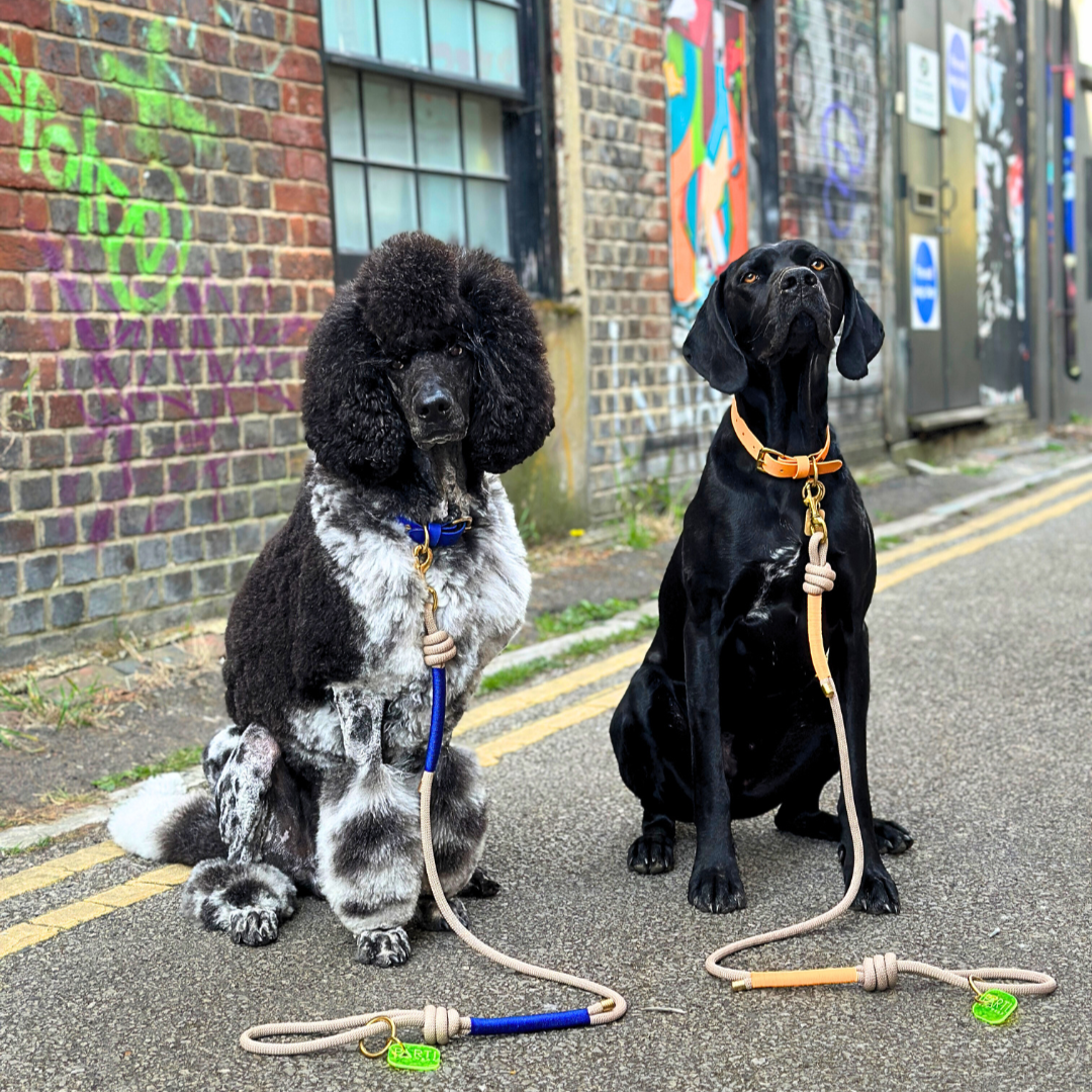 Rope Parti Dog Wear Lead