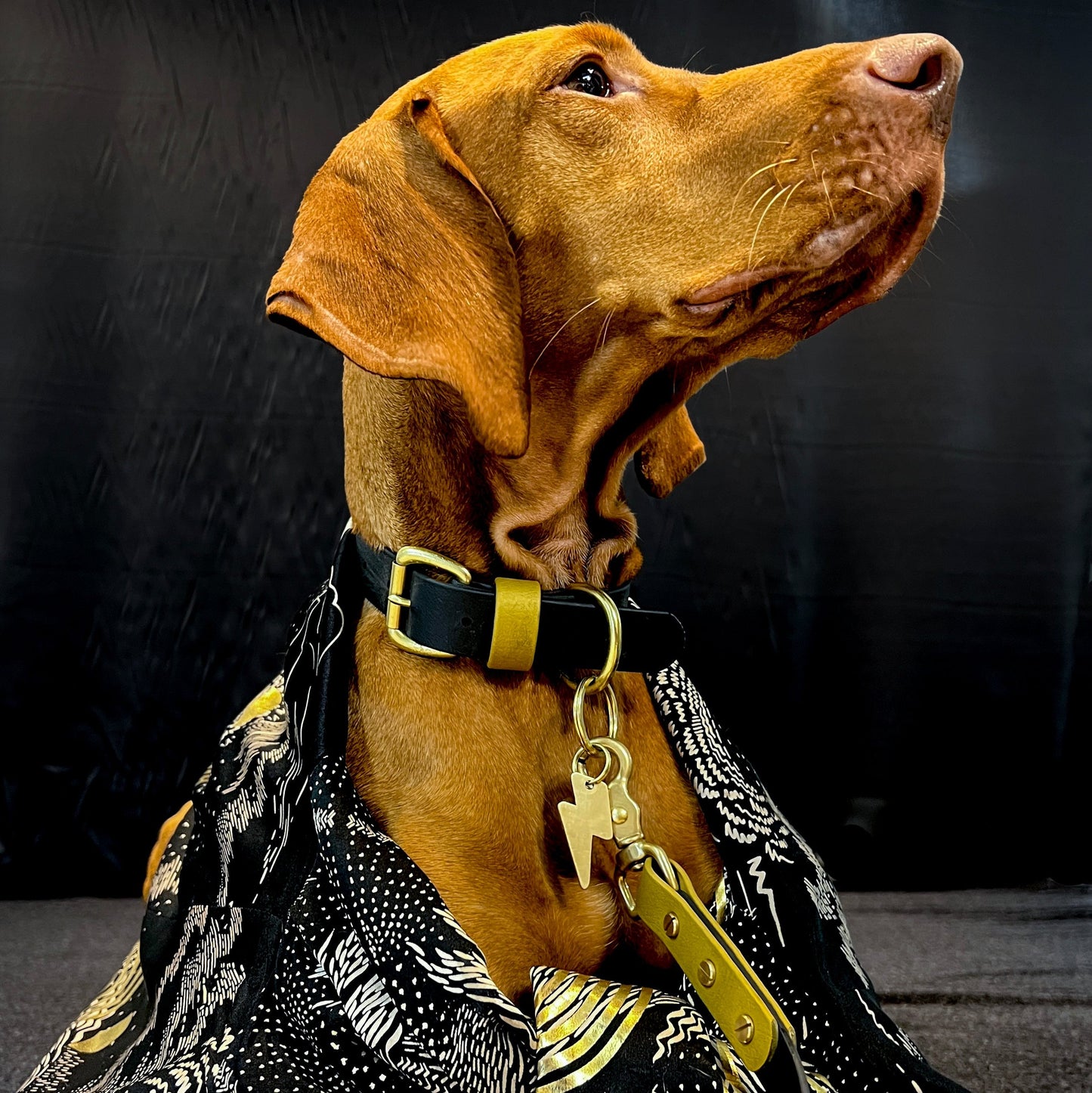 Sophie Darling X Franks Goods BioThane® Lead