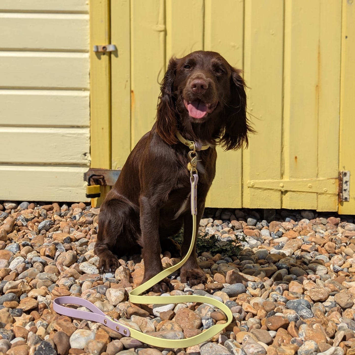 Isla Colourblock BioThane® Collar
