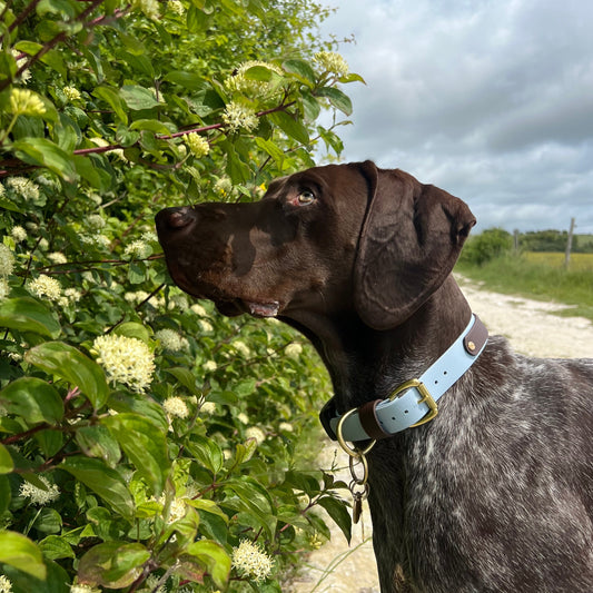 Bray Colourband BioThane® Collar