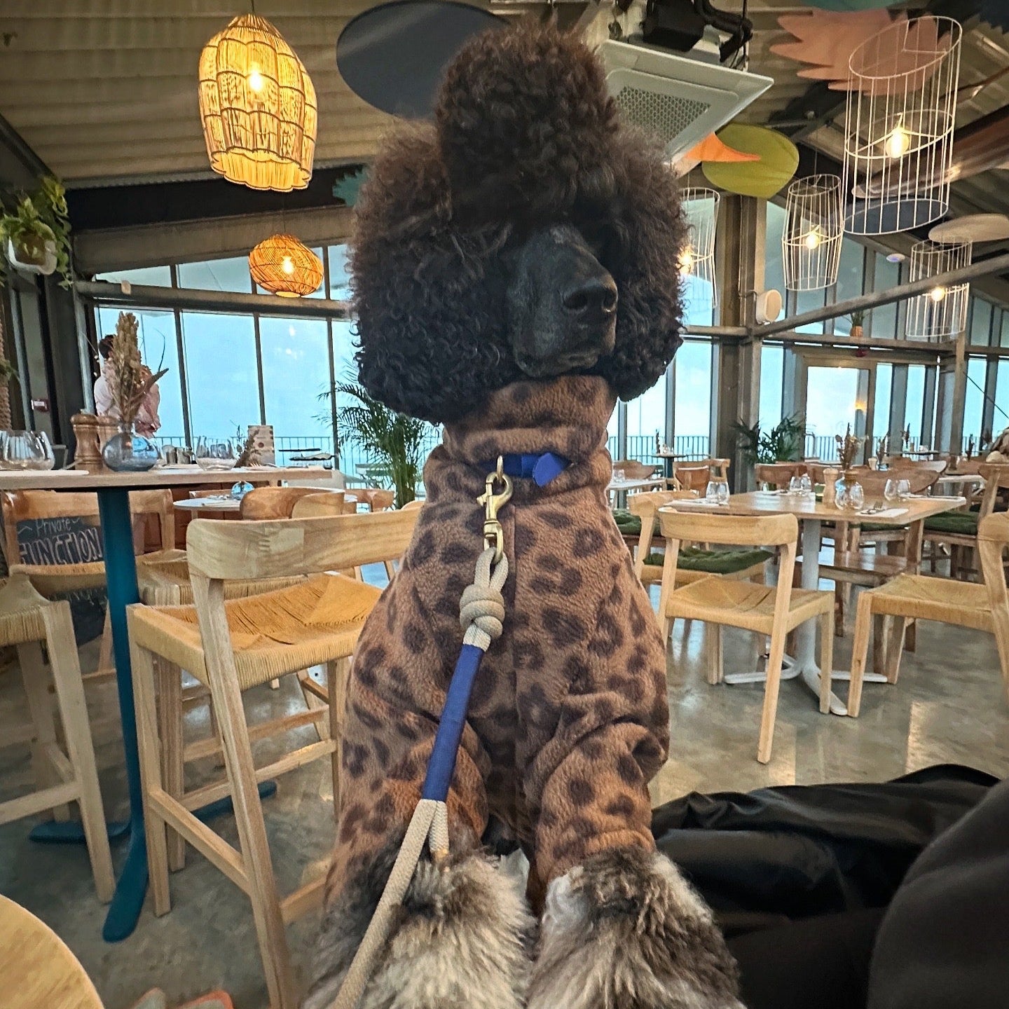 Leopard Print Fleece Dog Onesie