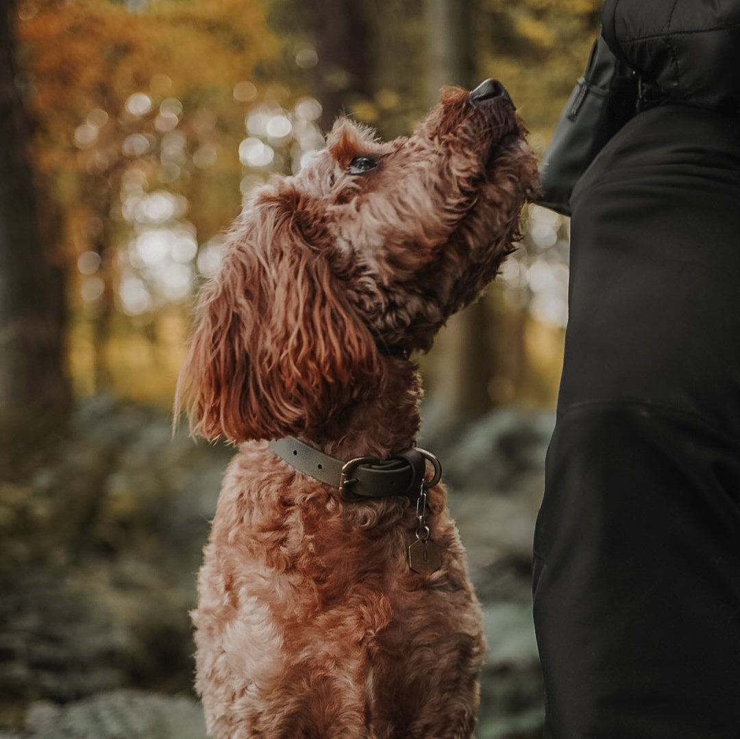 Otto Colourblock BioThane® Lead