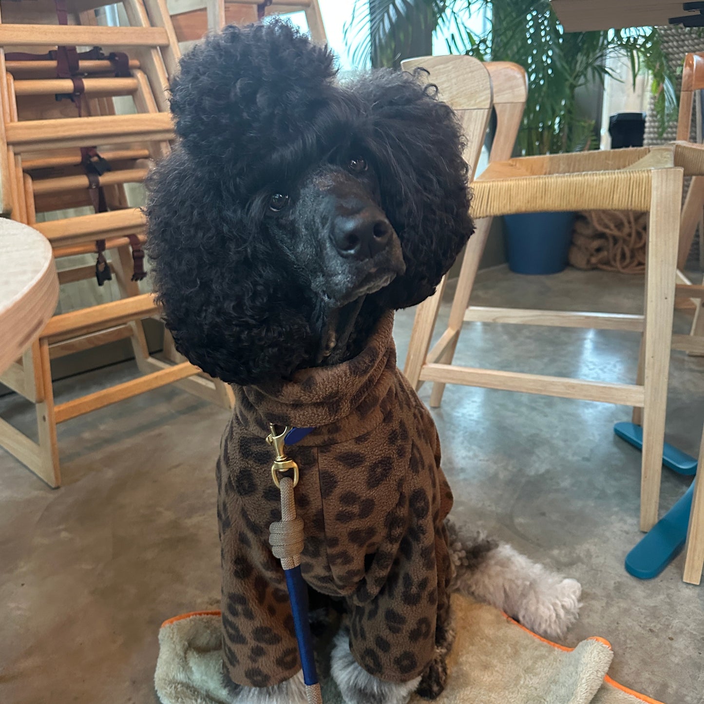 Leopard Print Fleece Dog Onesie