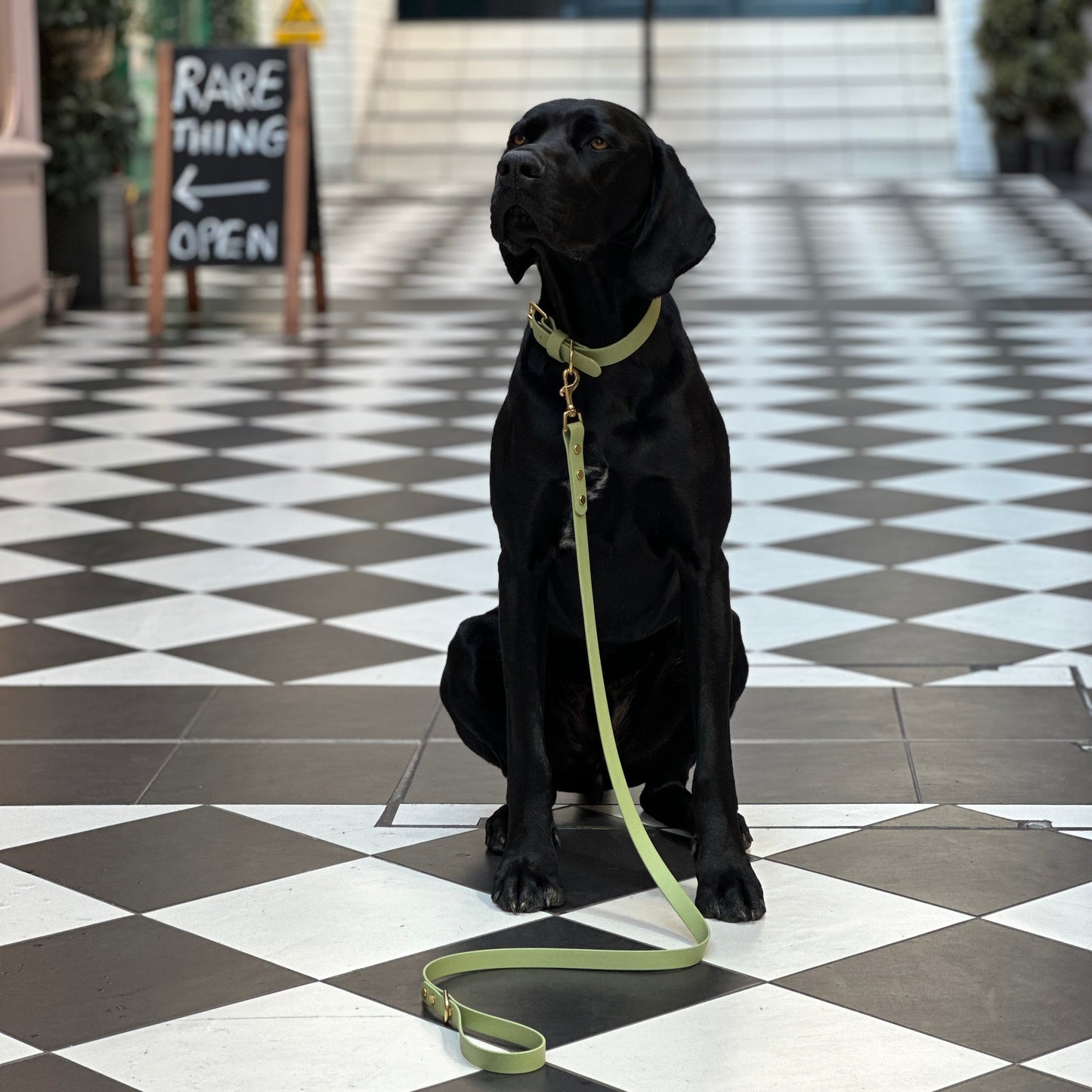 Guacamole BioThane® Collar