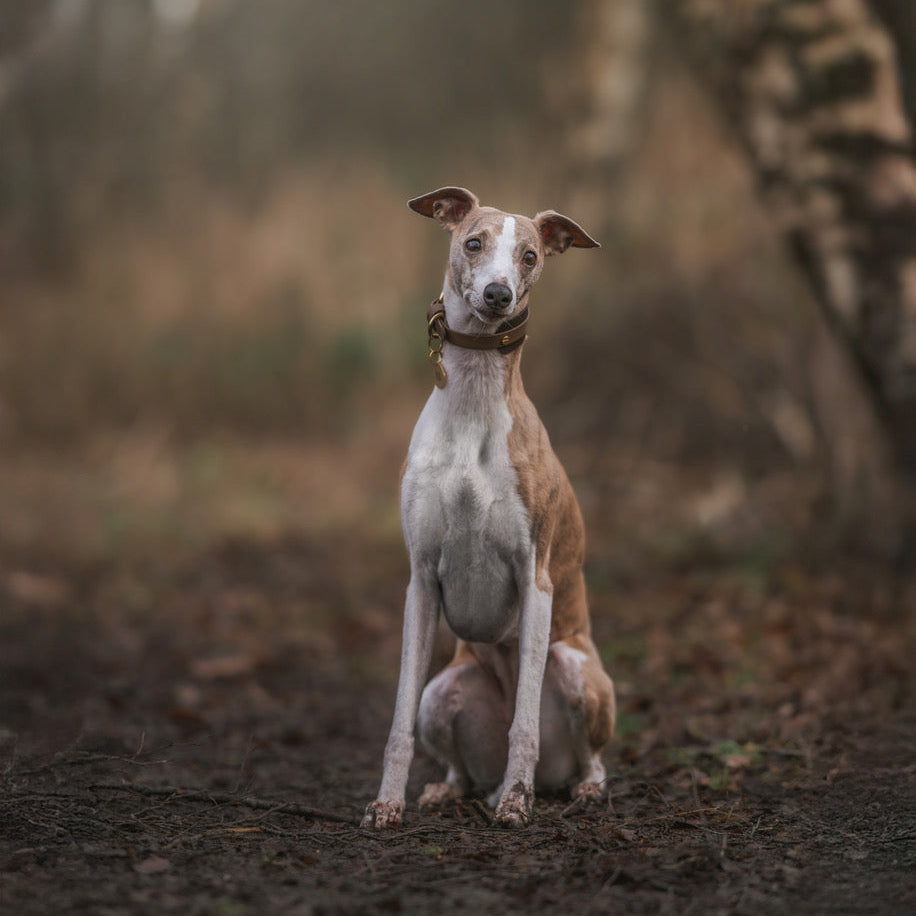 Mia BioThane® Hound Style Collar