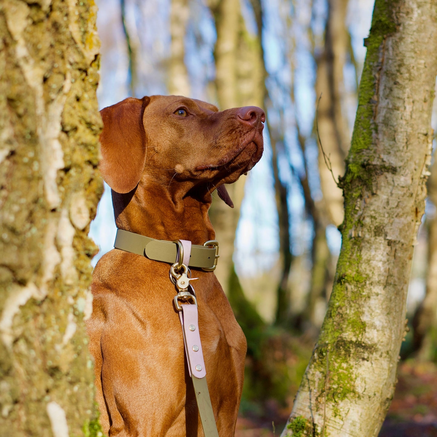 Saige Colourblock BioThane® Collar