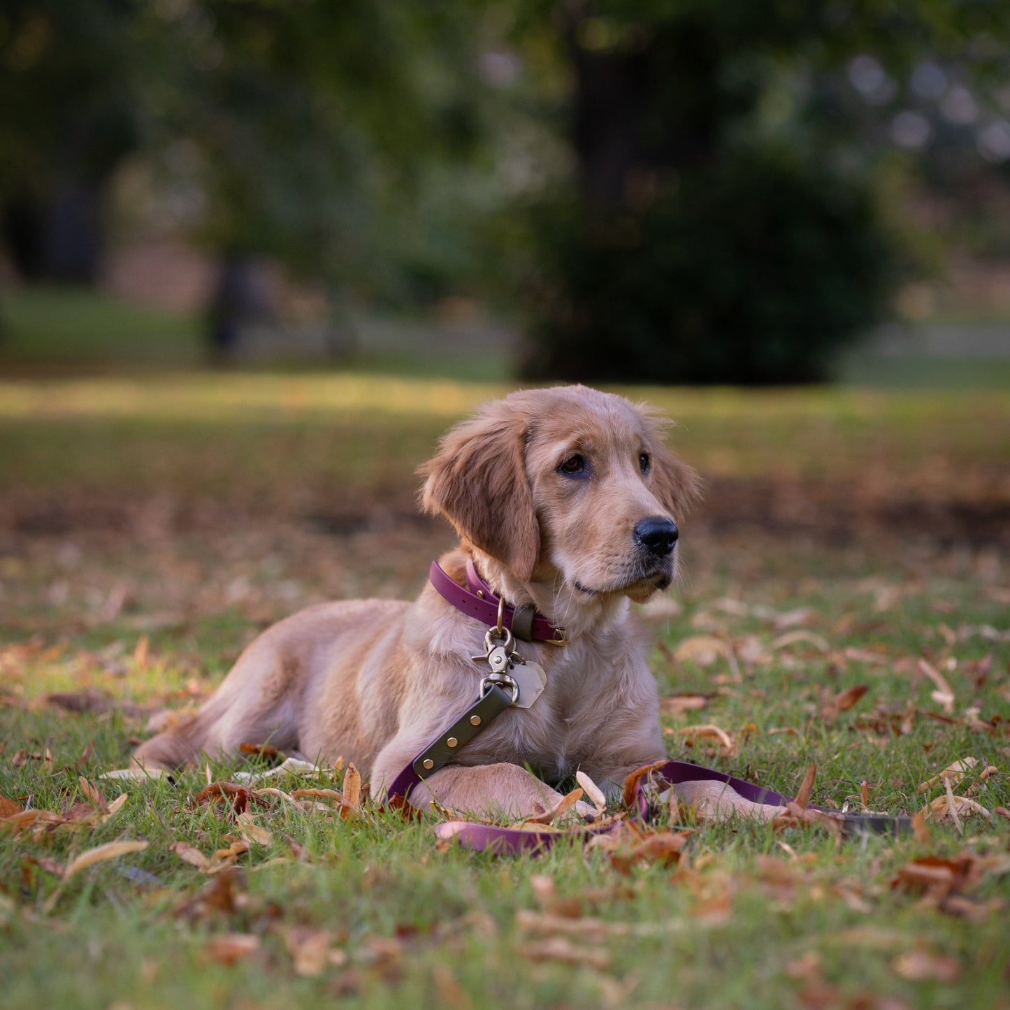 Dottie Colourblock BioThane® Lead
