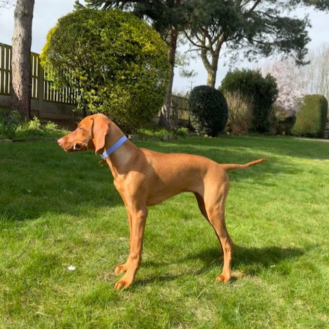 Shelby Colourblock BioThane® Collar