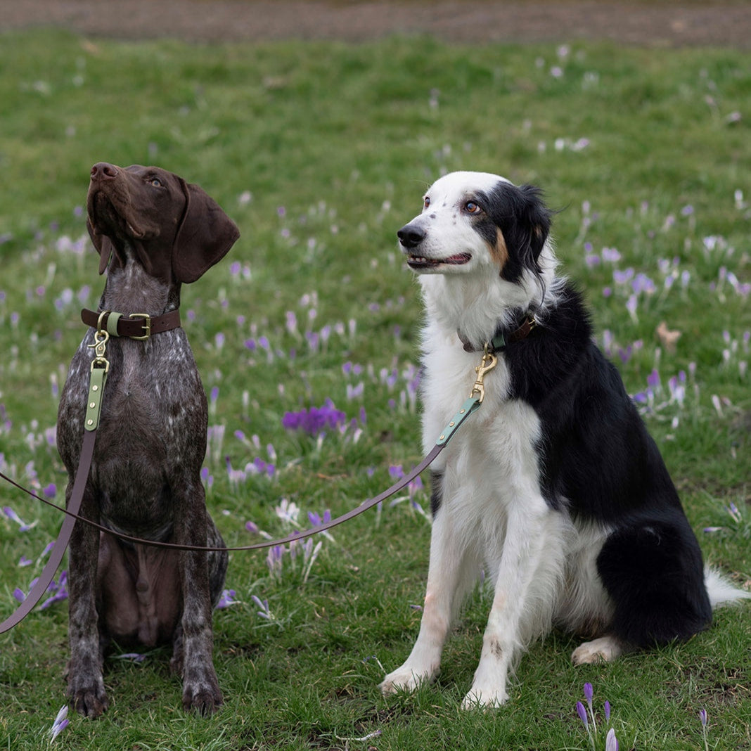 Ozzy Colourblock BioThane® Collar