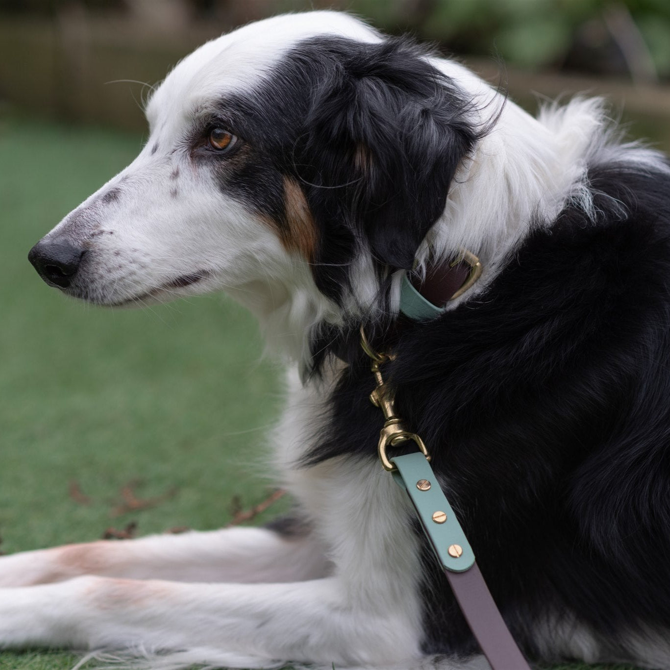 Ozzy Colourblock BioThane® Collar