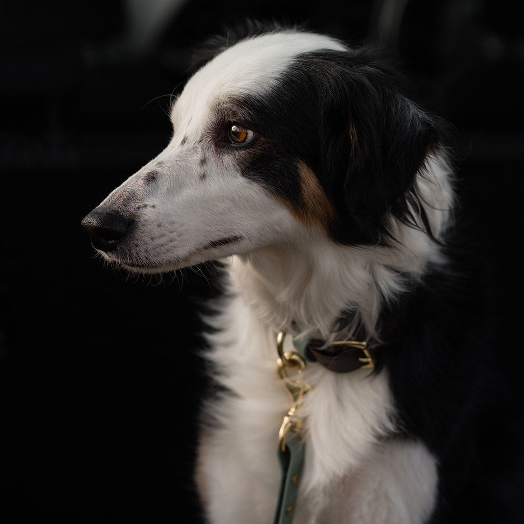 Ozzy Colourblock BioThane® Collar