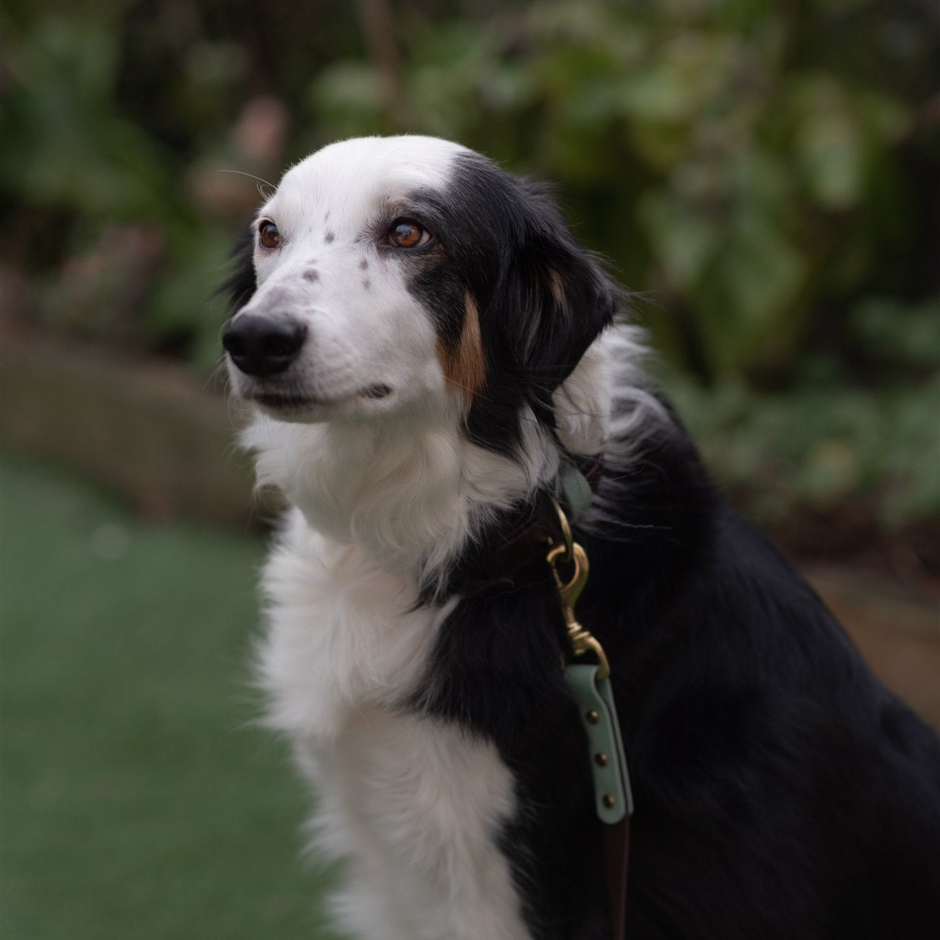 Ozzy Colourblock BioThane® Collar