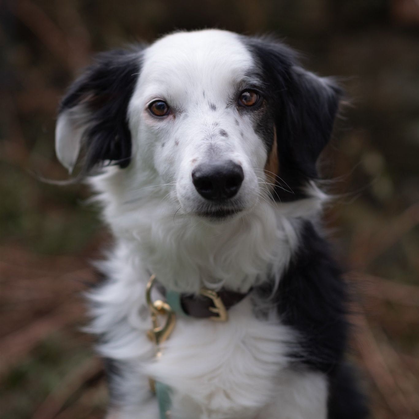 Ozzy Colourblock BioThane® Collar