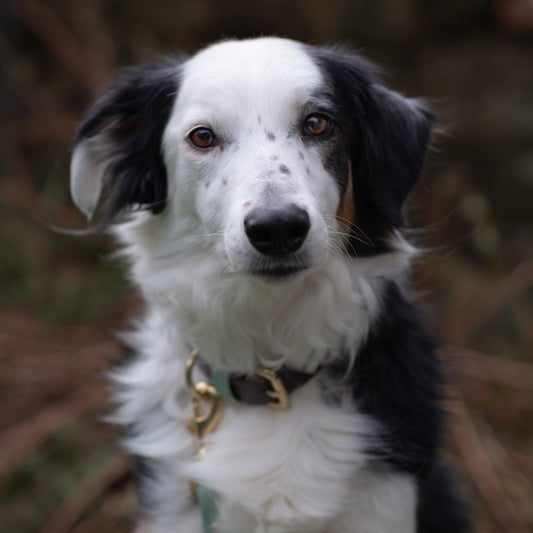 Ozzy Colourblock BioThane® Collar