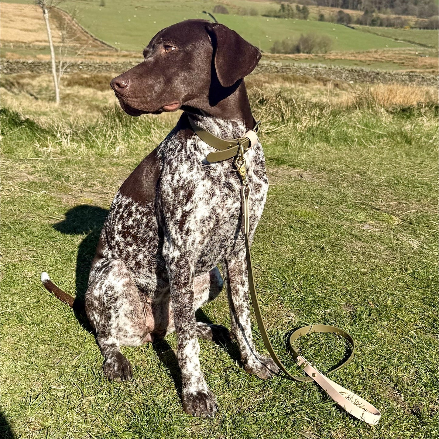 Olive Colourblock BioThane® Collar