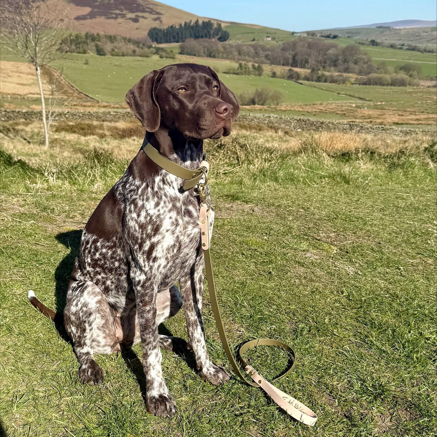 Olive Colourblock BioThane® Collar