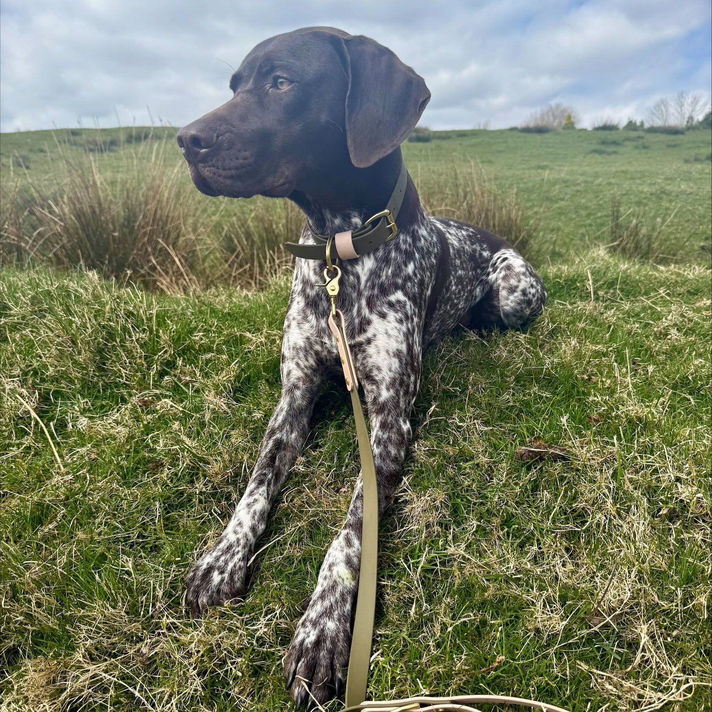 Olive Colourblock BioThane® Collar