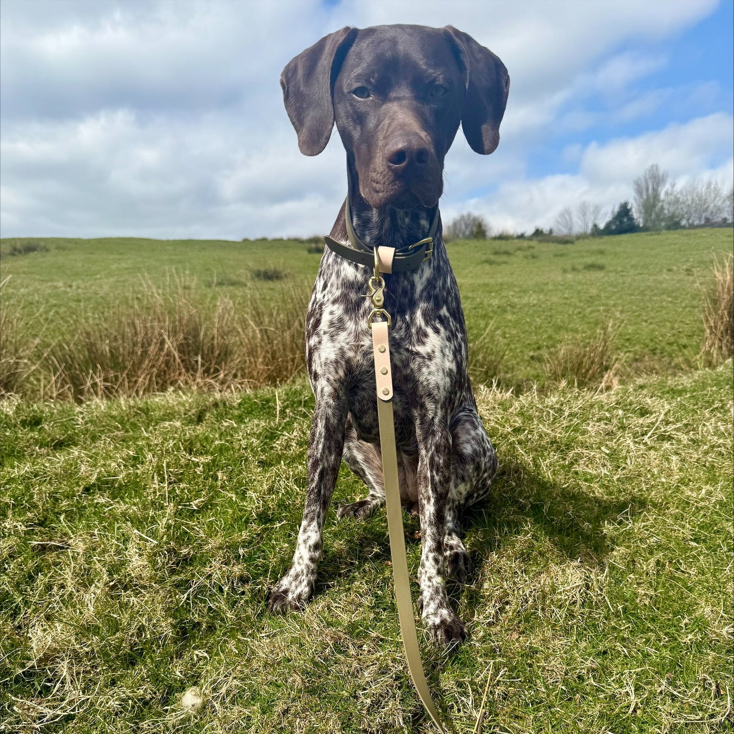 Olive Colourblock BioThane® Collar