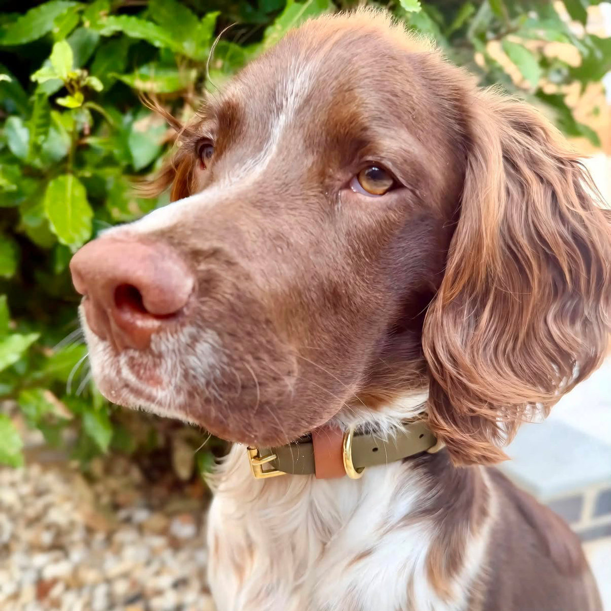 Daniel Colourband BioThane® Collar