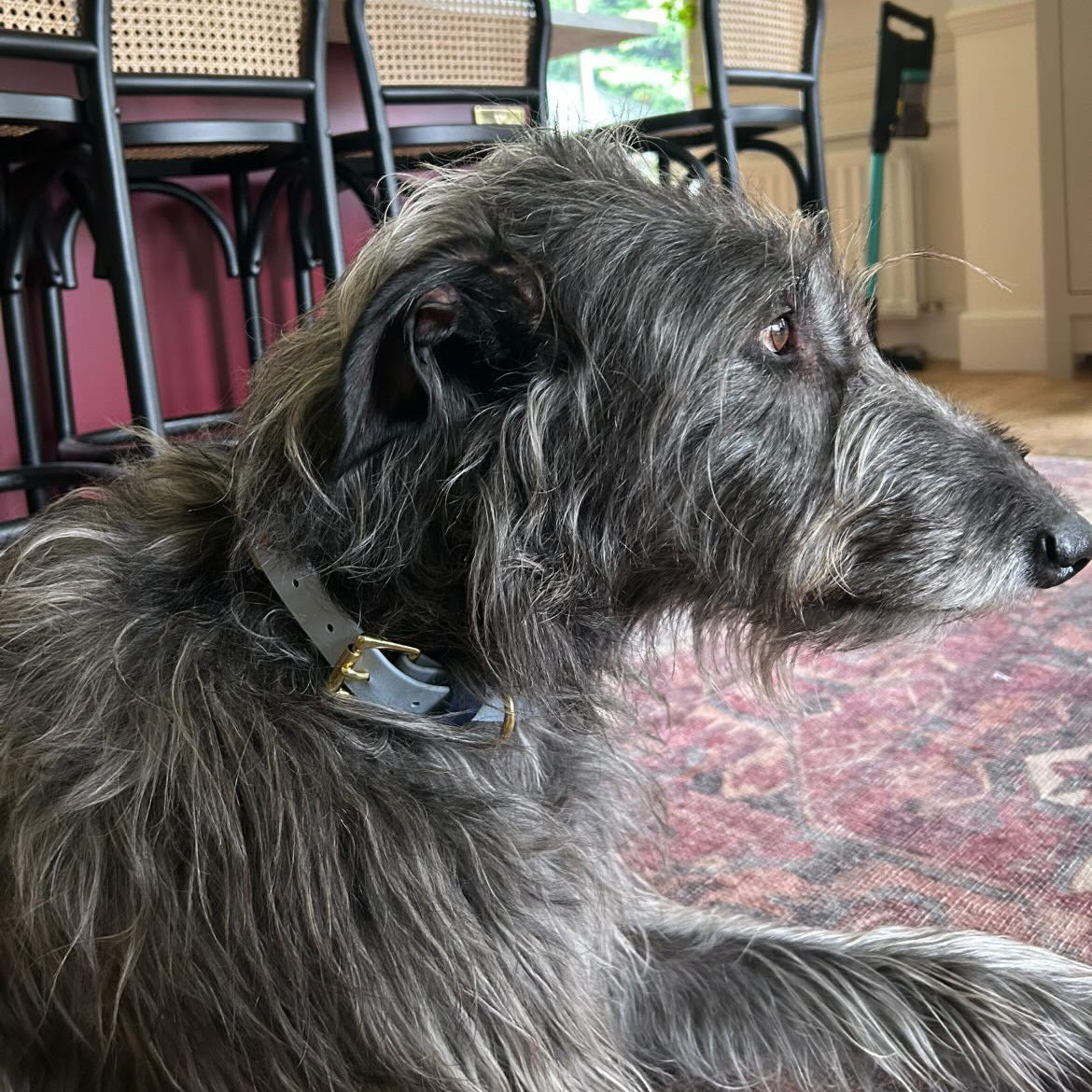 Angus BioThane® Hound Style Collar