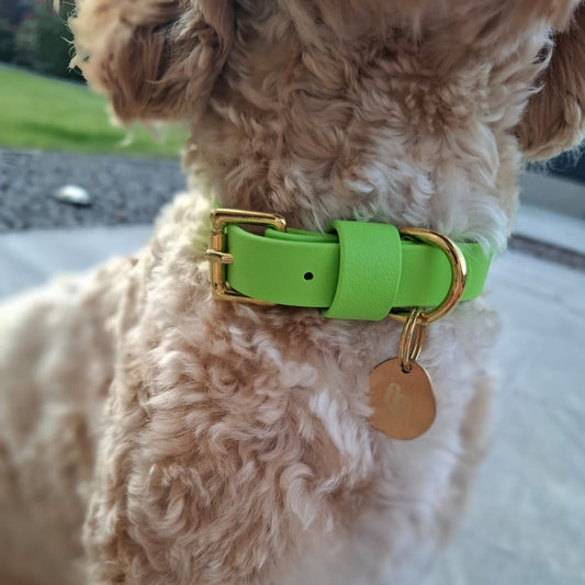 Lime BioThane® Collar