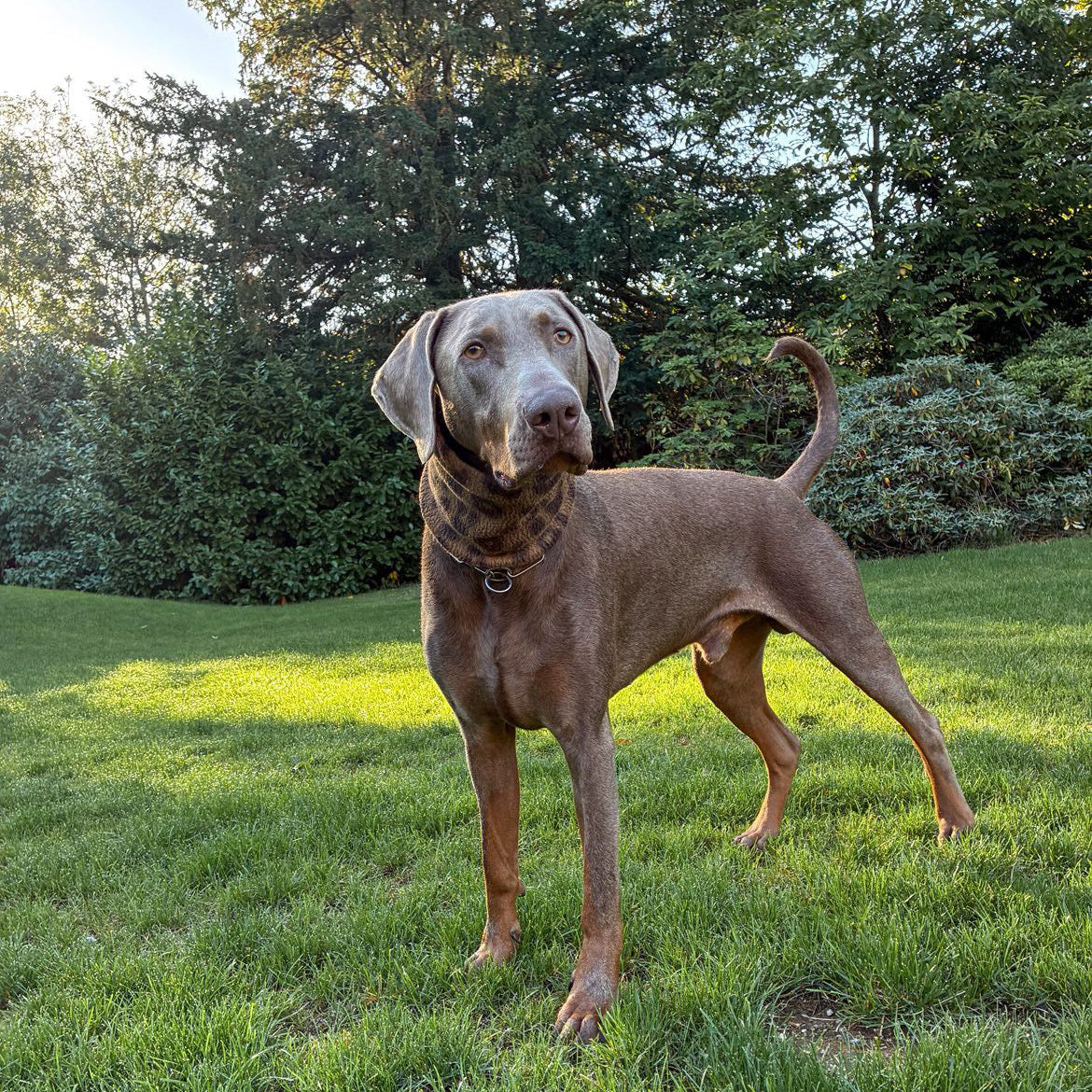 Leopard Print Fleece Dog Snood