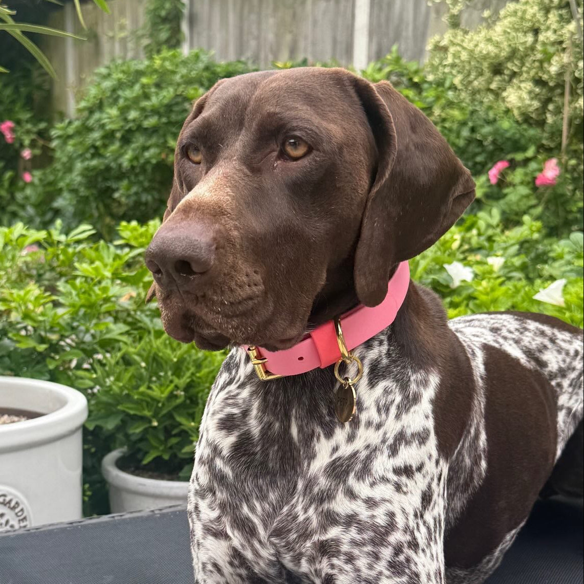 The Pinks BioThane® Hound Style Collar