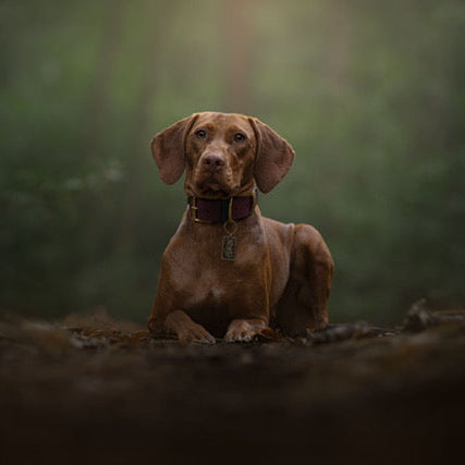 Merlot Wide 38mm BioThane® Collar