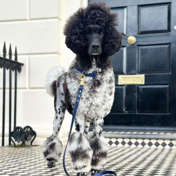 Cobalt Blue BioThane® Collar