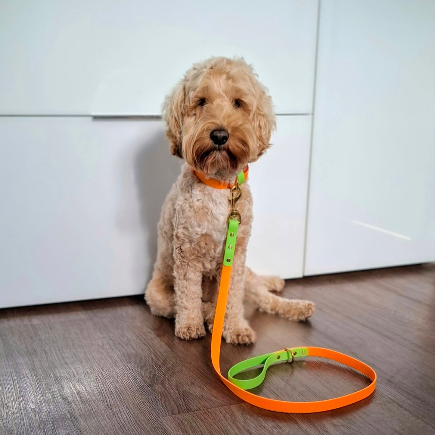 Bear Colourblock BioThane® Collar