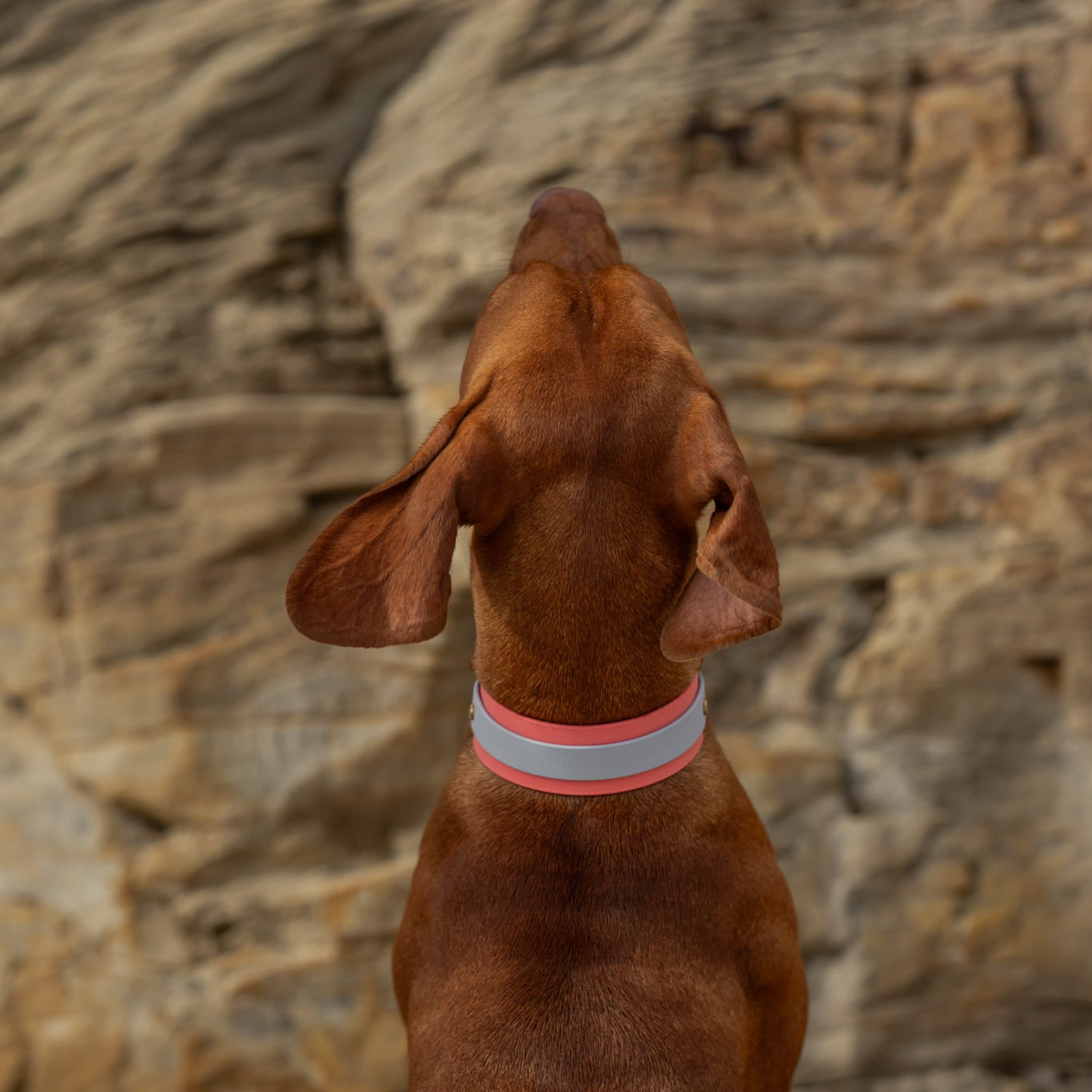 Calypso BioThane® Hound Style Collar