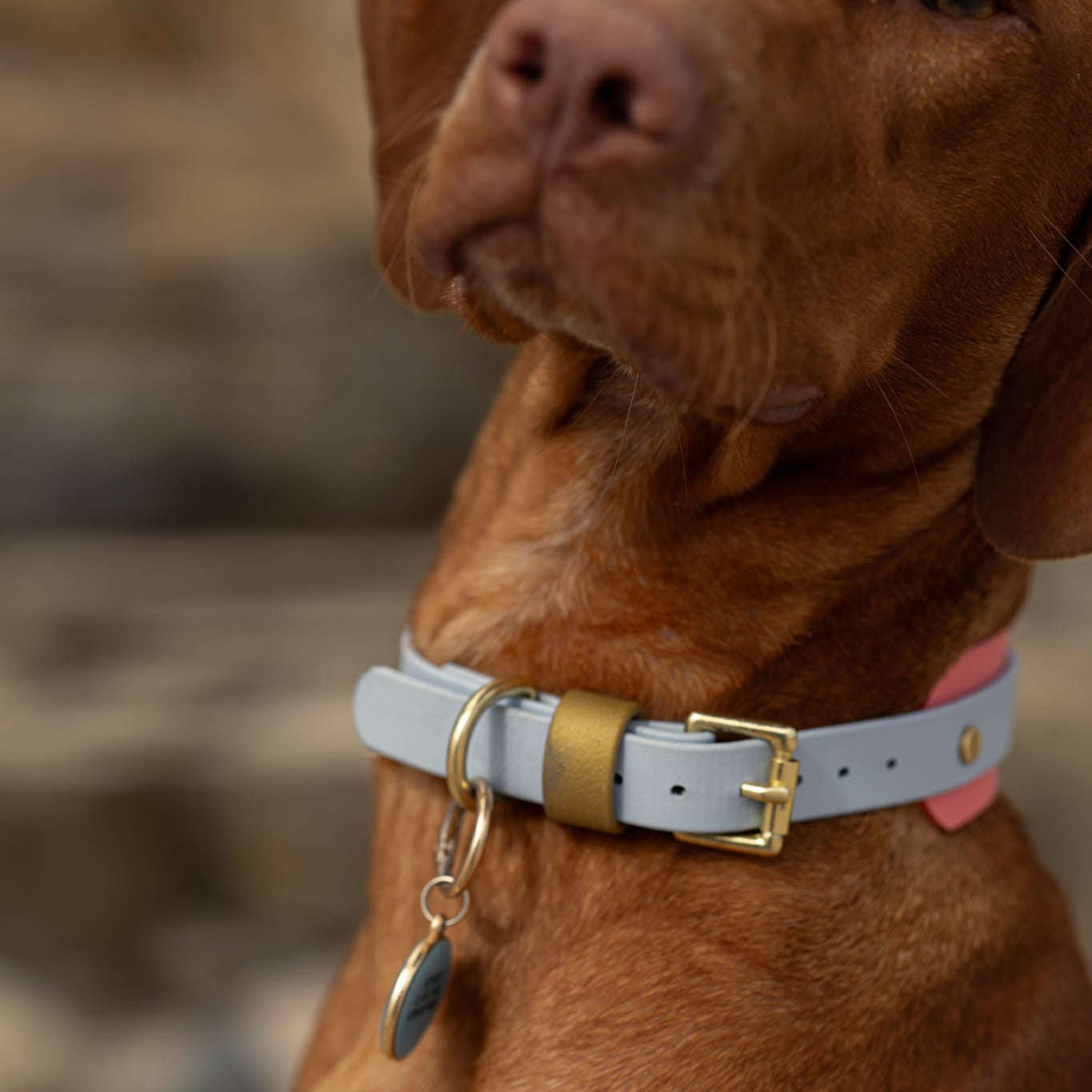 Calypso BioThane® Hound Style Collar
