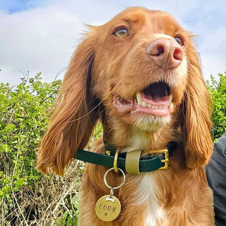 Nugget Colourblock BioThane® Collar