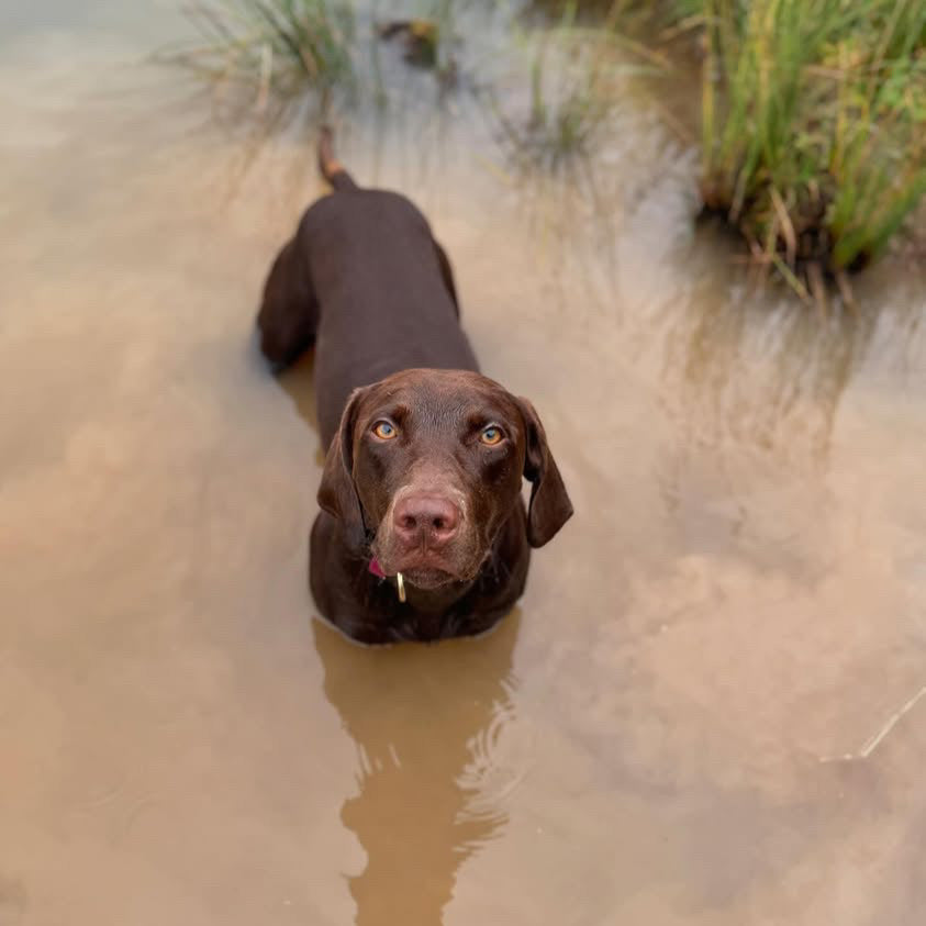 Otis Colourblock BioThane® Collar