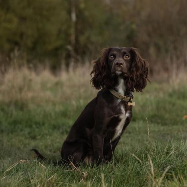 Ottilie Colourblock BioThane® Collar