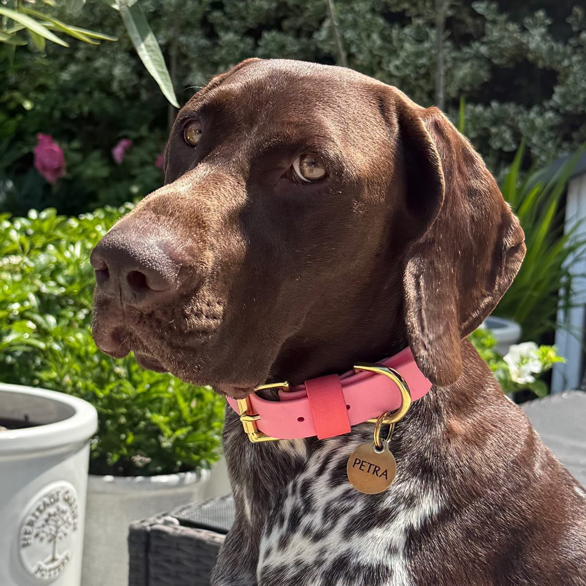 The Pinks BioThane® Hound Style Collar
