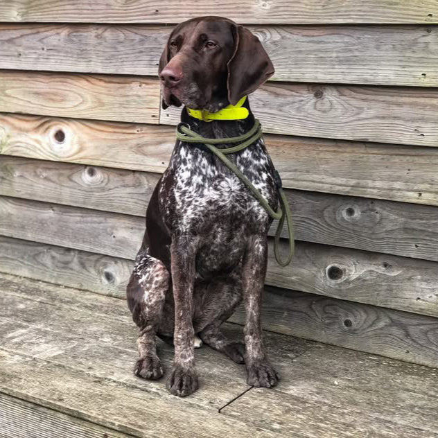 Neon Yellow BioThane® Collar