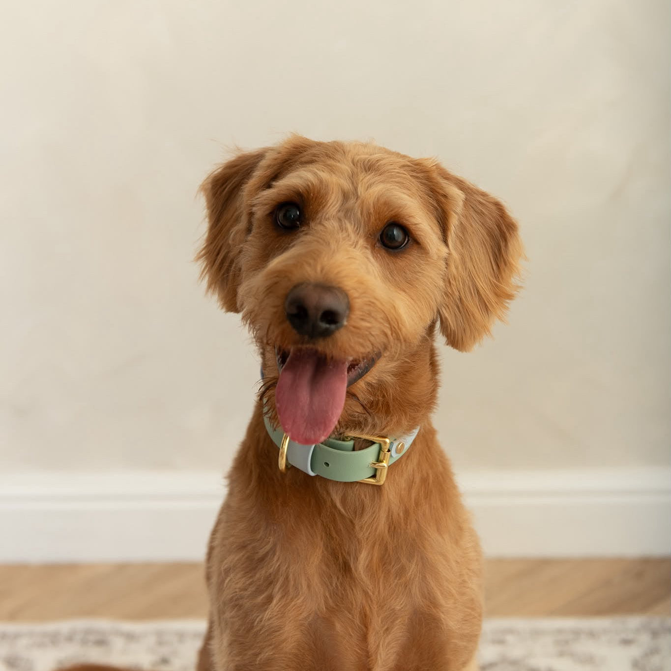 Ralphy Colourband BioThane® Collar